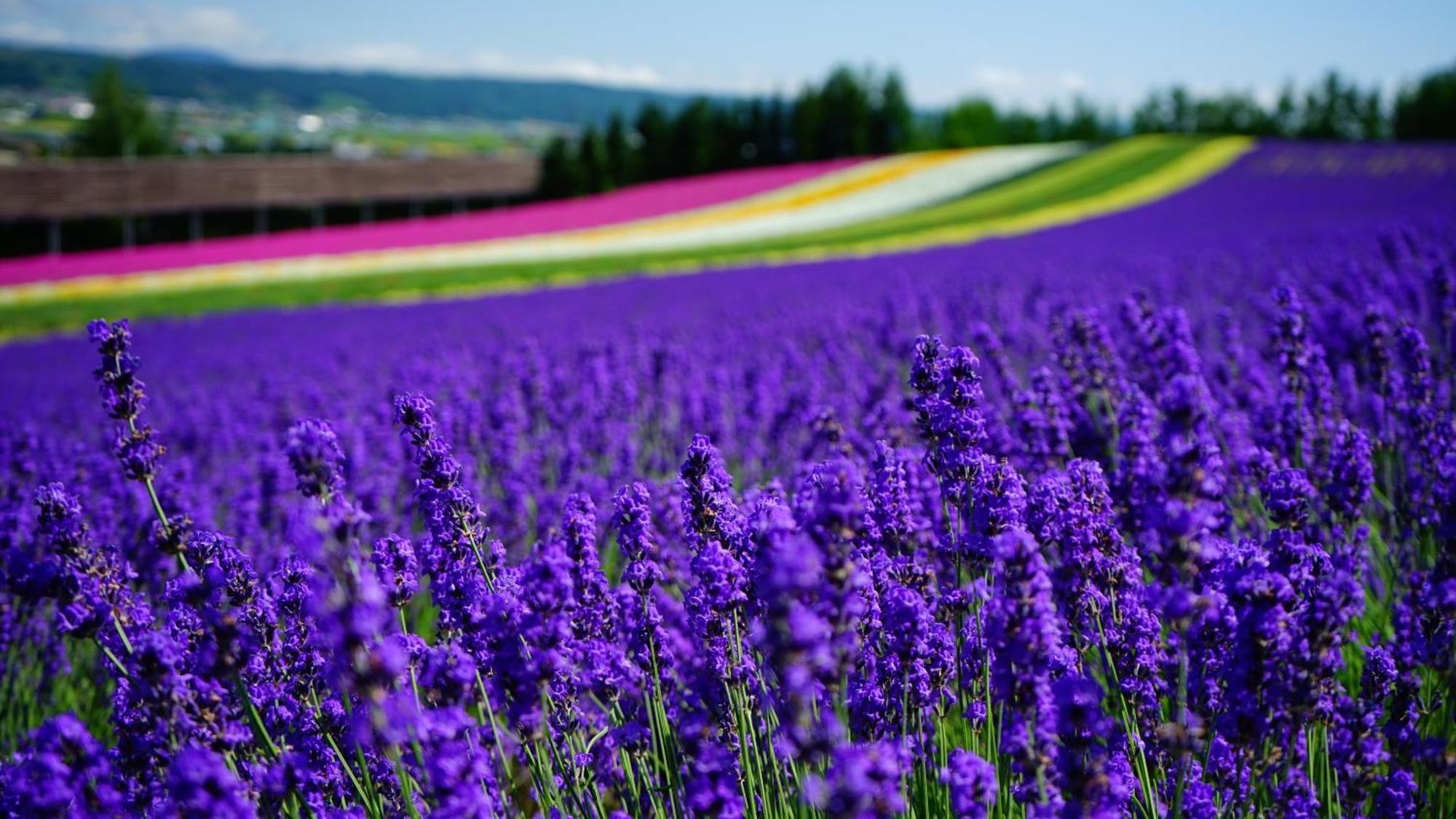 Furano Natulux Hotel Экстерьер фото